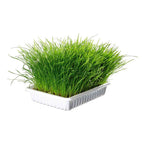 Erva Gateira Tenra Tabuleiro 100Gr